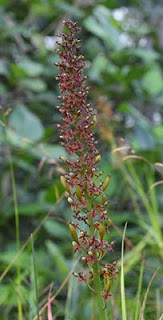 Unlike their modified leaves, the flowers of Nepenthes species are discreet. In this case, Nepenthes mirabilis flowers.