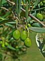Green Olives