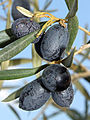 Black Olives