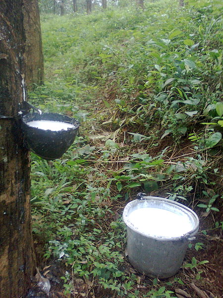 Sap being collected from a tapped rubber tree