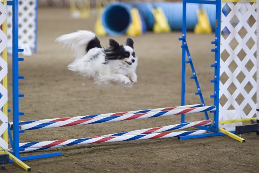 Training your dog to jump over obstacles can be a bit more difficult, but rewarding.