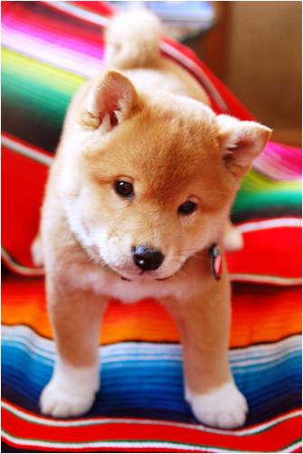 a Shiba Inu