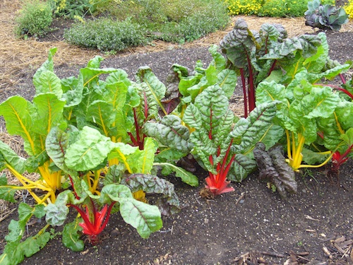 Chard, kale and spinach are packed with nutrients and fast growing. To extend the season of any of these, remove only the outer leaves.