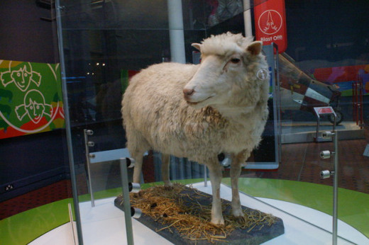 Dolly The Sheep