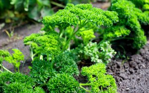 Fresh parsley