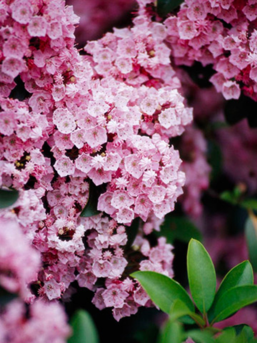 Mountain Laurel - Queen of the Forest