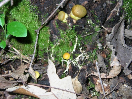 Wisconsins Edible Wild Mushrooms Hubpages 8337