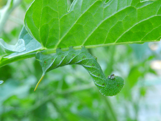 A tomato hornworm dining on tomato plant leaves. 