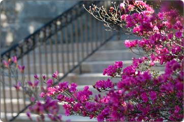 spring