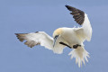 The Complete Guide to British Birds: Gannets, Cormorants and Herons