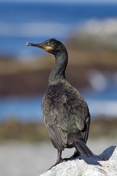 Despite not being as widespread as the cormorant in Britain, it does outnumber its larger cousin by threefold.