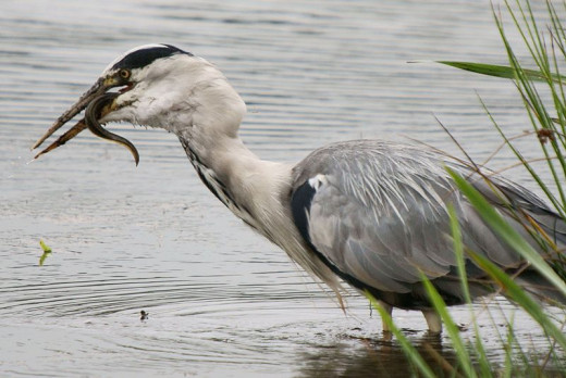 An adult grey heron attempting to swallow an eel.