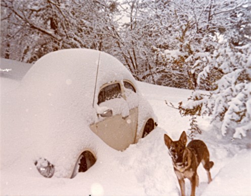 Picture of Panda the half-coyote dog during the great snowfall of 1979 in the San Bernardino Mountains.  The snowfall in 2008 was almost as large as that of 1979.