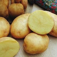 Yukon Gold potatoes have a natural butter flavor