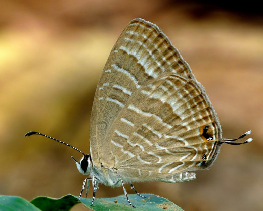 The Common Cerulean (Jamides celeno) is a small butterfly found in India belonging to the Lycaenids or Blues family. For me, a butterfly is a symbol of beauty and freedom--to be felt--despite the burden of debt.