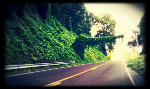 Photo taken and edited by Lisa Young/EclecticFusion