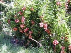Health Benefits of the Lychee Fruit