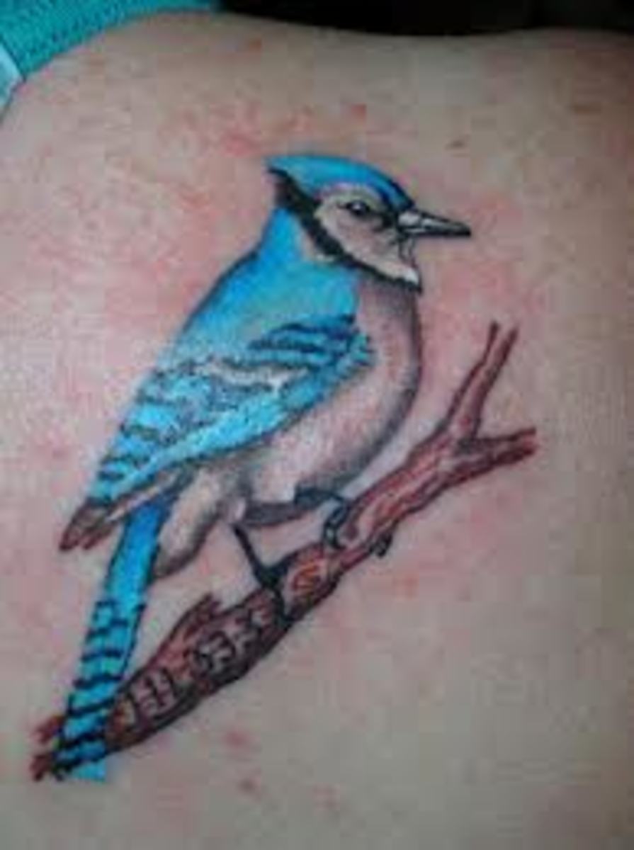 Blue Jay Tattoo Meanings & Designs | TatRing