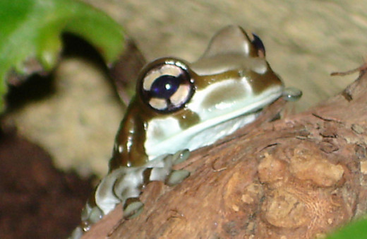 The remarkable resinifictrix eyes