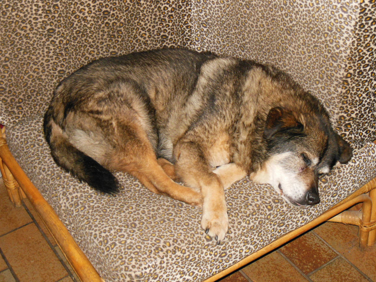 Home Care Suggestions for a Senile Senior Dog With CCD