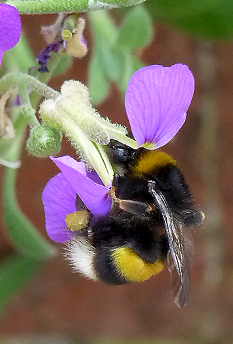 The Bumblebee