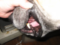 Dog Health - Canine Teeth