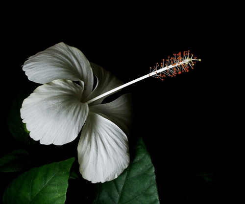 White Hibiscus Flower by Mahavir Sanglikar