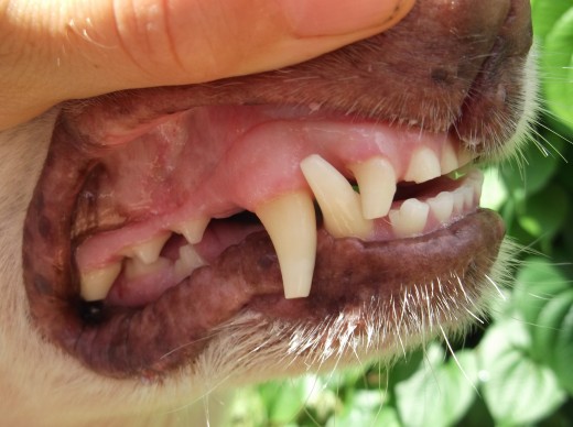Teeth of a 10 year old dog fed exclusively raw meaty bones to clean their teeth.