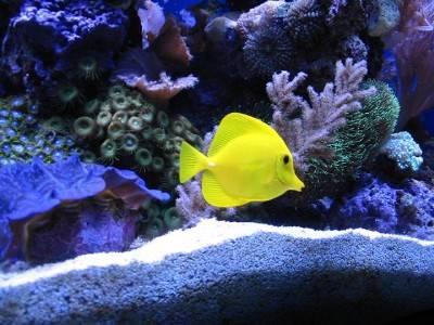 Buy a beautiful yellow tang and add a splash of color to your fish tank. 