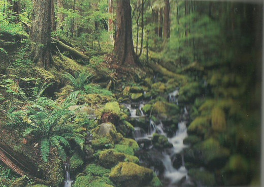 Rain Forest