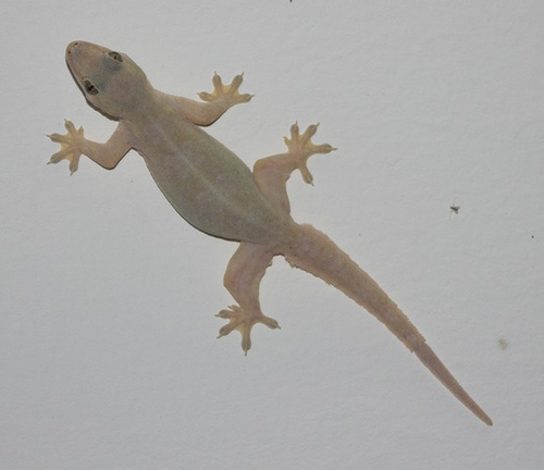 The Legend of the Lizard or Common House Gecko | LetterPile