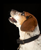 I LOVE HOUND DOGS FOR THE MERE REASONS THAT THEY NEVER JUDGE, CONDEMN OR LIE TO ME.
