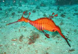 The sleeker version of the Leafy Sea Dragon is the Weedy Sea Dragon.