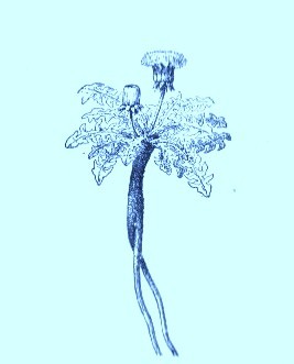 Dandelion (Taraxacum officinale)Artwork by ~ Jerilee Wei
