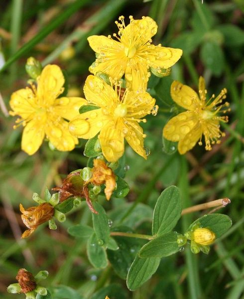 St. John's Wort or Hypericum perforatum