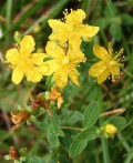 St. John's Wort. Natural Remedies & Self-Medicating: A Deadly Mix Series