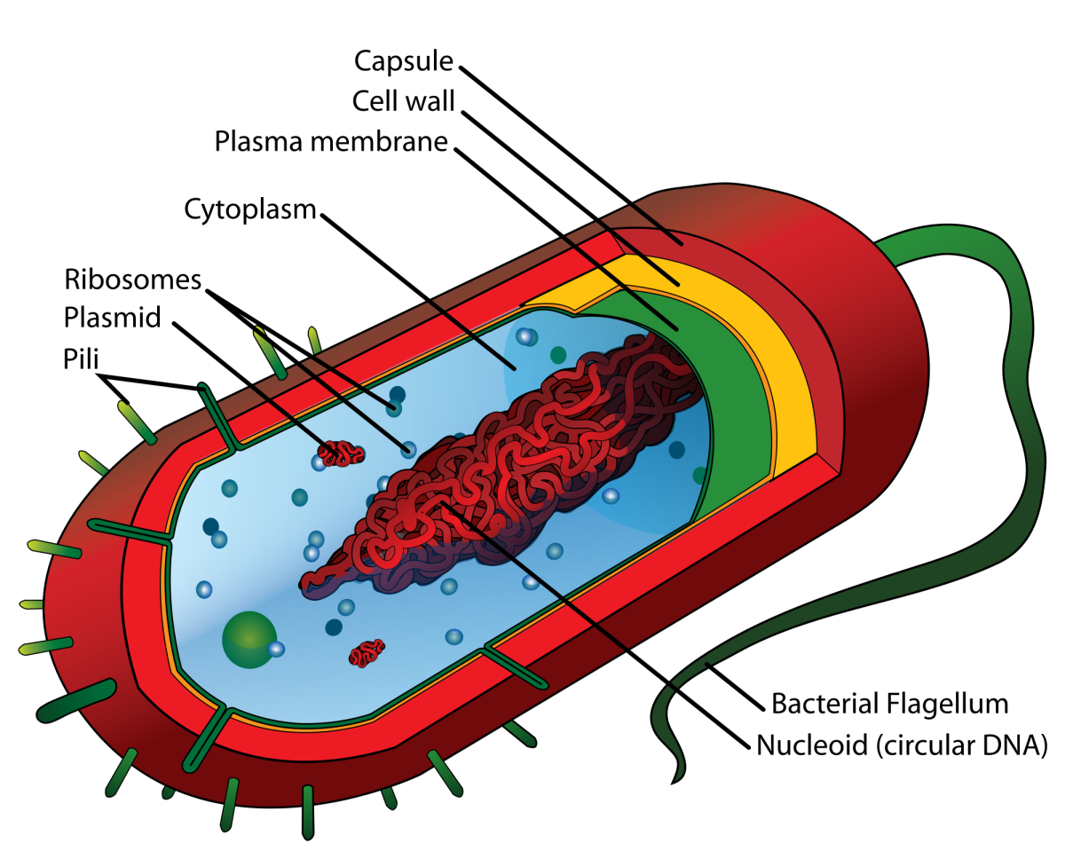 Prokaryotic Cell Structure: A Visual Guide | Owlcation