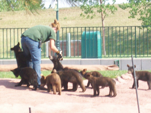 The Lady Ranger with the baby bears. 