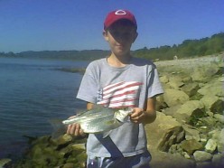 Hybrid Striped Bass Active on the Ohio River