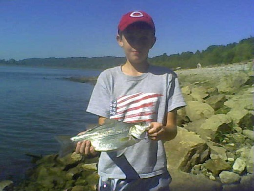 Bigger Hybrid Striped Bass Are Active in the Ohio River. Bigger Hybrid Striped Bass Are Active in the Ohio River.