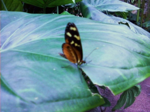The butterflies in the Cockerell Butterfly Center are colorful.