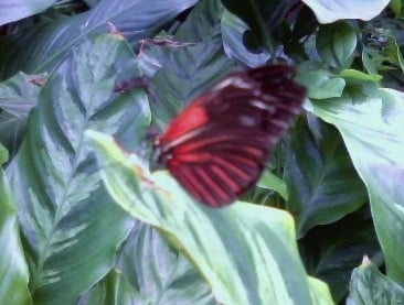 Many species of butterflies can be seen in the butterfly center. 
