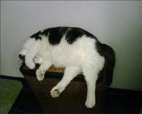 Oreo - Pretending to be camera shy.