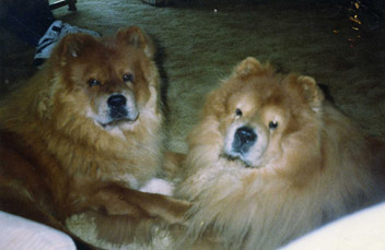 Bennie number 1 is on the left, He was 1 years old here And Barron - My first, was 11 years old. He passed 2 months after this picture.