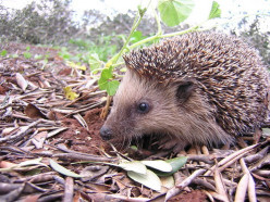 The Hedgehog:Organic Pest Control