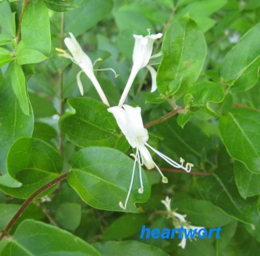 Honeysuckle flowers are used for coughs, flu's, fevers and, externally, skin inflammations.  Both the flowers and leaves are edible.  