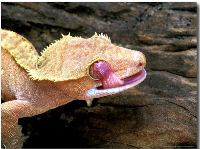A crested gecko using its tongue to clean its eye.