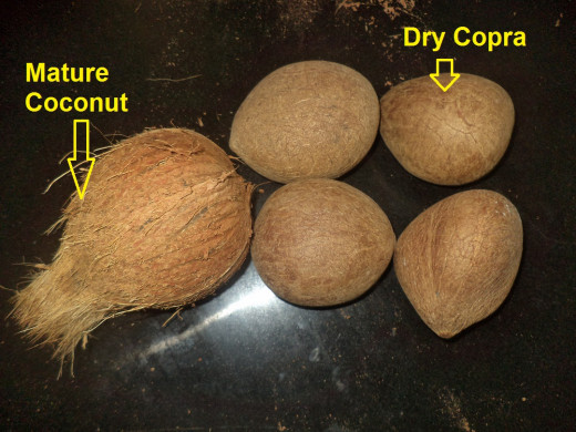 Mature coconut and Copra