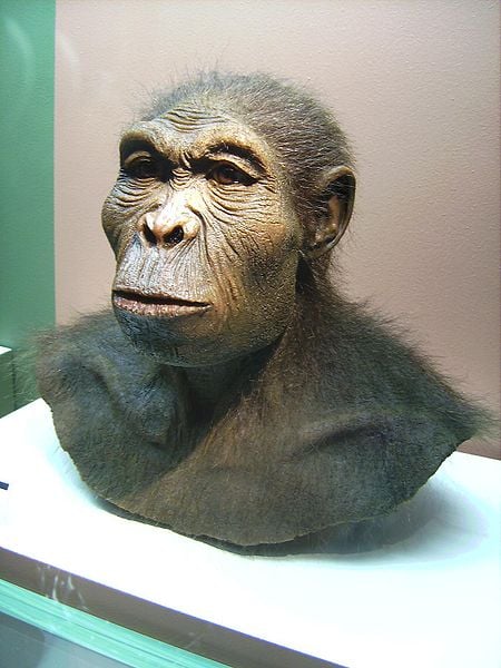 Homo habilis is known as 'The Handy Man' because it was the first hominid known to science that could actually make its own stone tools.