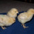 Buff Orpington chicks Buff Orpington chicks